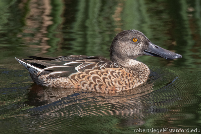 emily renzel wetlands